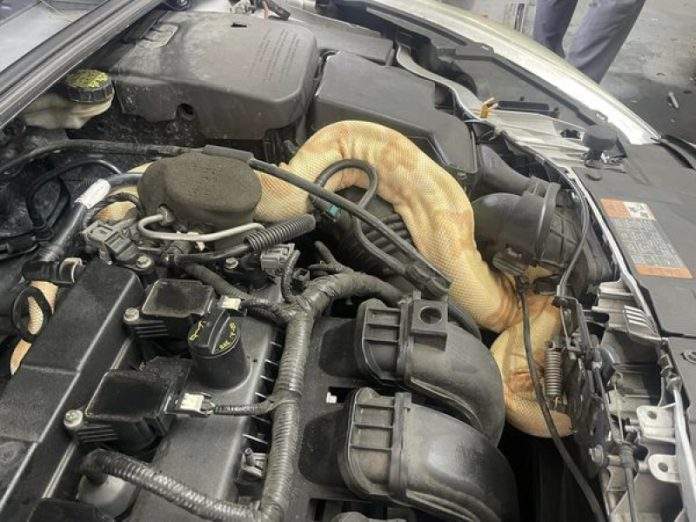 
          Automehaničari digli haubu, zasigurno nisu bili spremni za ono što ih je dočekalo        
