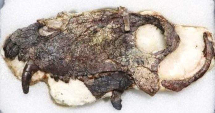 Pronađena lobanja divovskog predatora, harao je Zemljom davno prije dinosaurusa