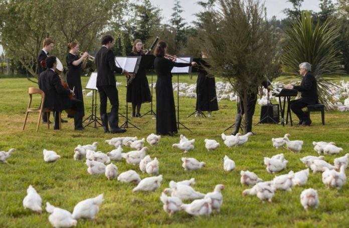 
          Članovi simfonijskog orkestra nastupili za hiljade kokoški        