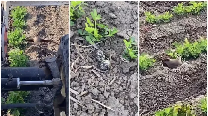 MAJKE SU SVUDA ISTE! Ptica zaustavila traktor kako bi spasila potomstvo: Lepši snimak od ovog danas nećete videti (VIDEO)