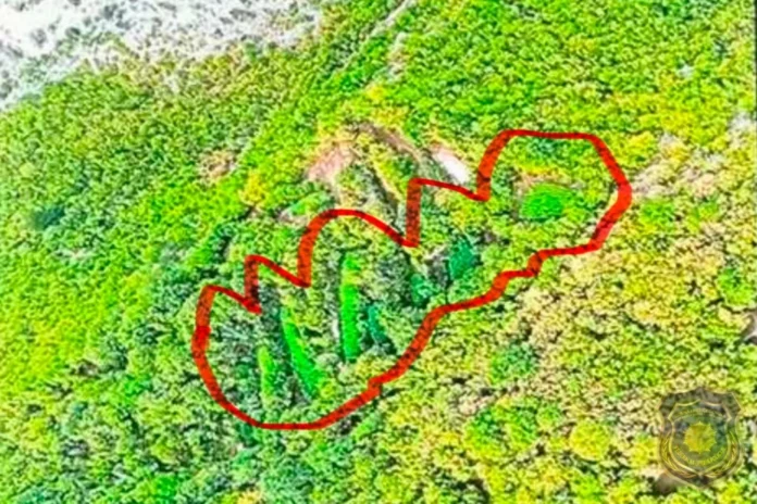 Drežnica: Otkrivene velike plantaže marihuane, prizor iz zraka je nevjerovatan