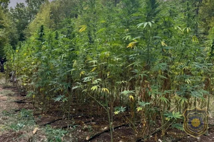 FUPNa području Grabovice pronađena plantaža kanabisa, uhapšene dvije osobe