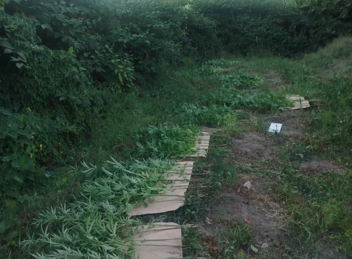 Policija našla plantažu kanabisa u Doboju, tamo zatekli i uhapsili dvije osobe