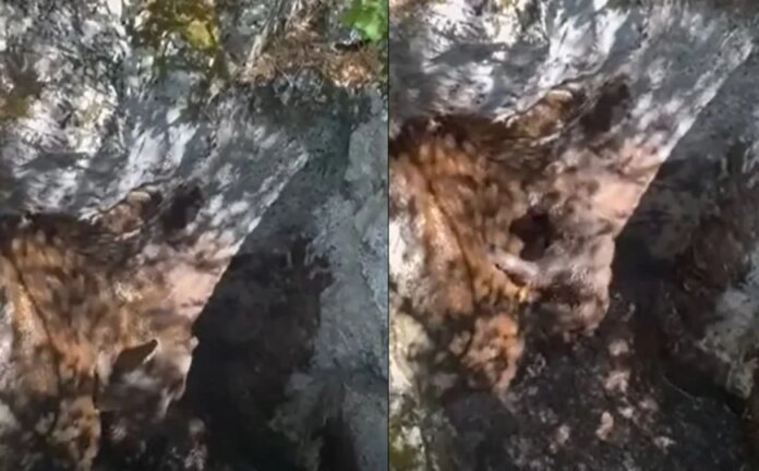 Spašen mali medo kod Mostara: Upao u duboku jamu, lovci ga izvukli i vratili u prirodu