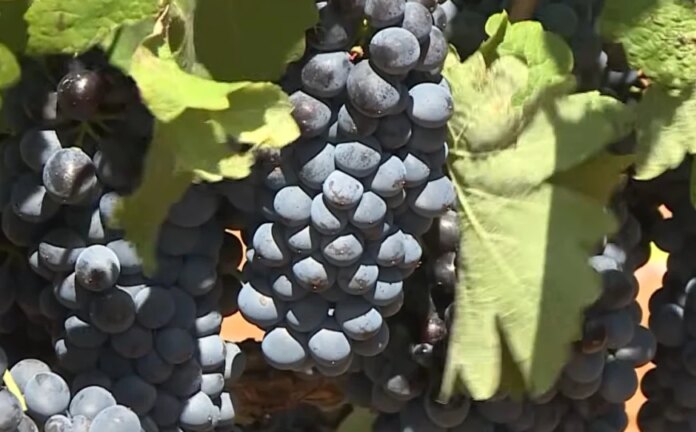 Suša mijenja i hercegovačke vinograde: Vinogradari sve ranije beru grožđe