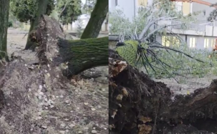 Nevrijeme pogodilo Mostar: Vjetar iz korijena iščupao veliko stablo jablana