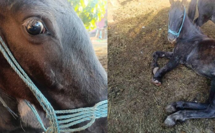 Dobri ljudi, Bistrica treba našu pomoć, hitno je: “Pogledajte te tople, preplašene oči”
