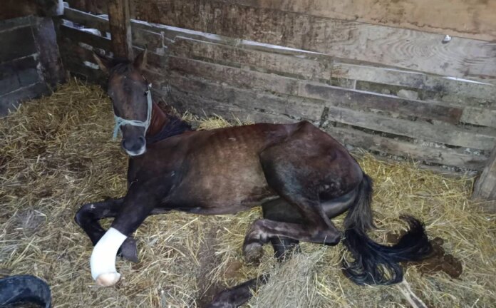 Livanjska kobila Bistrica je preživjela najteže, a sada joj treba naša pomoć: Pokrenuta akcija